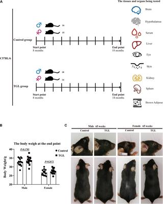 Long-Term Administration of Triterpenoids From Ganoderma lucidum Mitigates Age-Associated Brain Physiological Decline via Regulating Sphingolipid Metabolism and Enhancing Autophagy in Mice